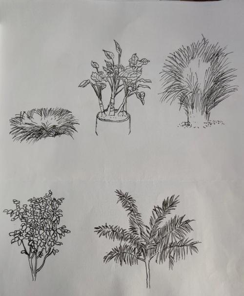 低矮植物速写 速写时怎么快速画出叶子而不失准？