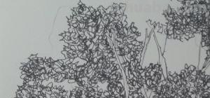 低矮植物速写 速写时怎么快速画出叶子而不失准？