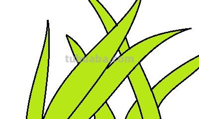 怎么画小草简笔画图片 怎么画小草？