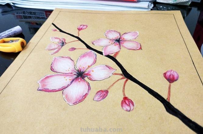 彩铅画春天的樱花怎么画 怎么用彩铅画樱花树？