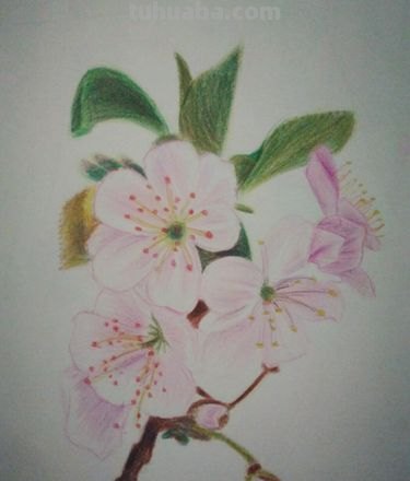 彩铅画春天的樱花怎么画 怎么用彩铅画樱花树？