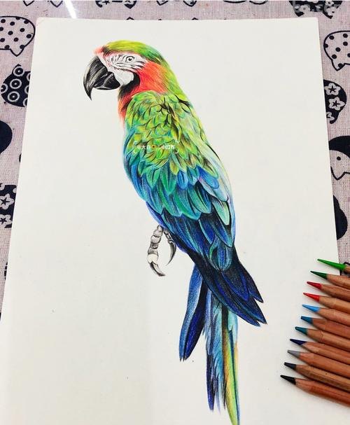 鹦鹉怎么画的用彩铅画 鹦鹉怎么涂色？