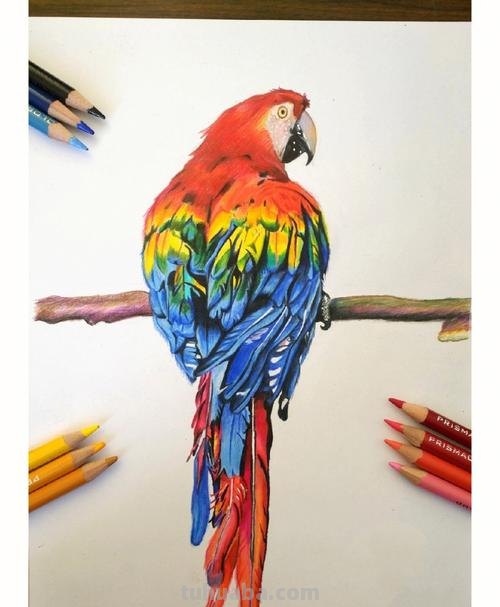 鹦鹉怎么画的用彩铅画 鹦鹉怎么涂色？