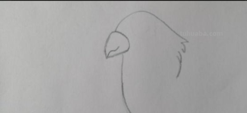 鹦鹉怎么画的用彩铅画 鹦鹉怎么涂色？