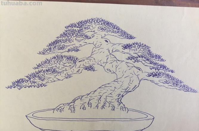 大盆栽速写 速写一盆花要多长时间？