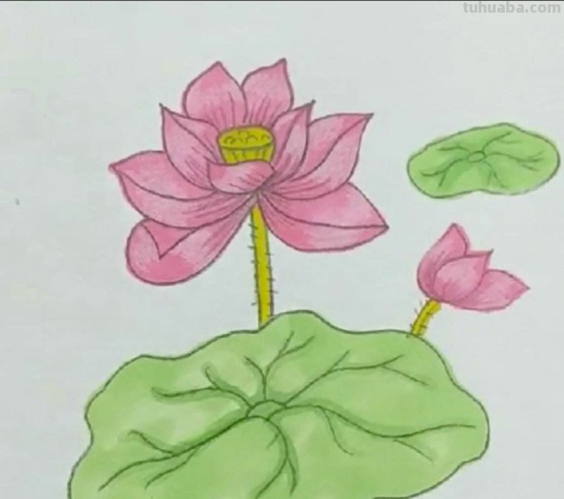 手抄报里的荷花怎么画 如何画荷花？