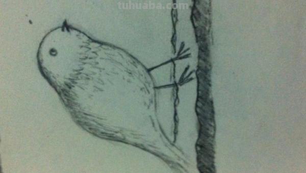 彩铅画怎么画立体小鸟教程 怎么画小鸟步骤教学？