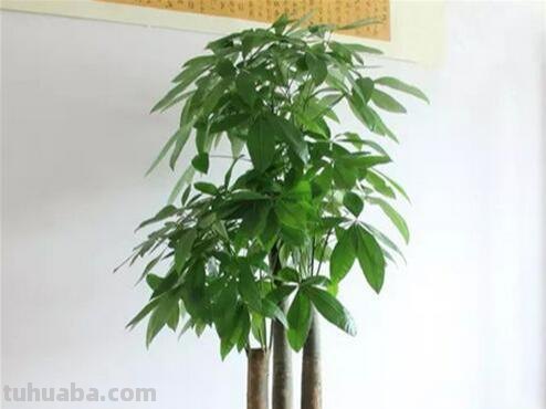 养发财树，就4个技巧，主干粗壮从不黄，叶片又大又亮
