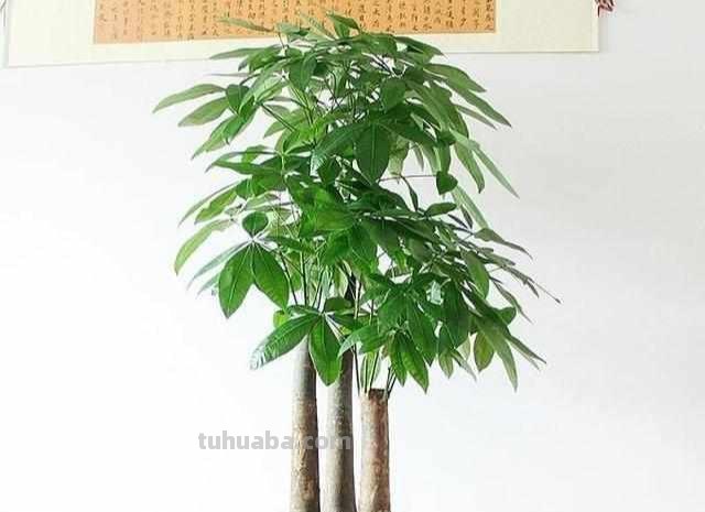 养发财树，就4个技巧，主干粗壮从不黄，叶片又大又亮