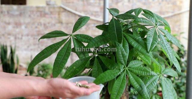 养发财树，就4个技巧，主干粗壮从不黄，叶片又大又亮
