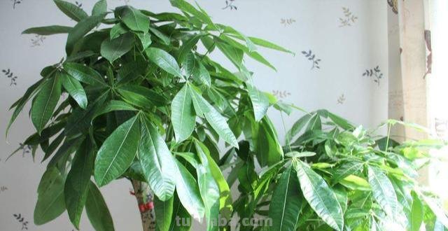 养发财树，就4个技巧，主干粗壮从不黄，叶片又大又亮