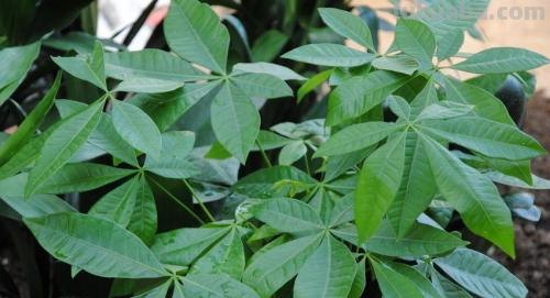 养发财树，就4个技巧，主干粗壮从不黄，叶片又大又亮
