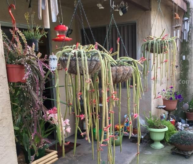 像金丝猴尾巴一样的仙人掌盆栽，吊起来能长成小瀑布