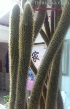 像金丝猴尾巴一样的仙人掌盆栽,吊起来能长成小瀑布
