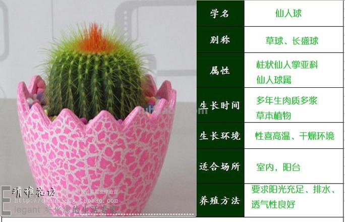 仙人球盆栽的养殖方法和注意事项