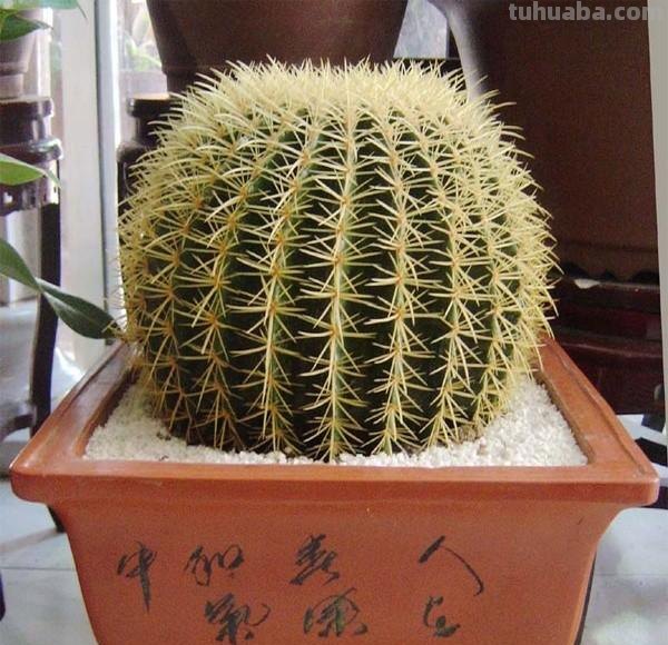 仙人球盆栽的养殖方法和注意事项