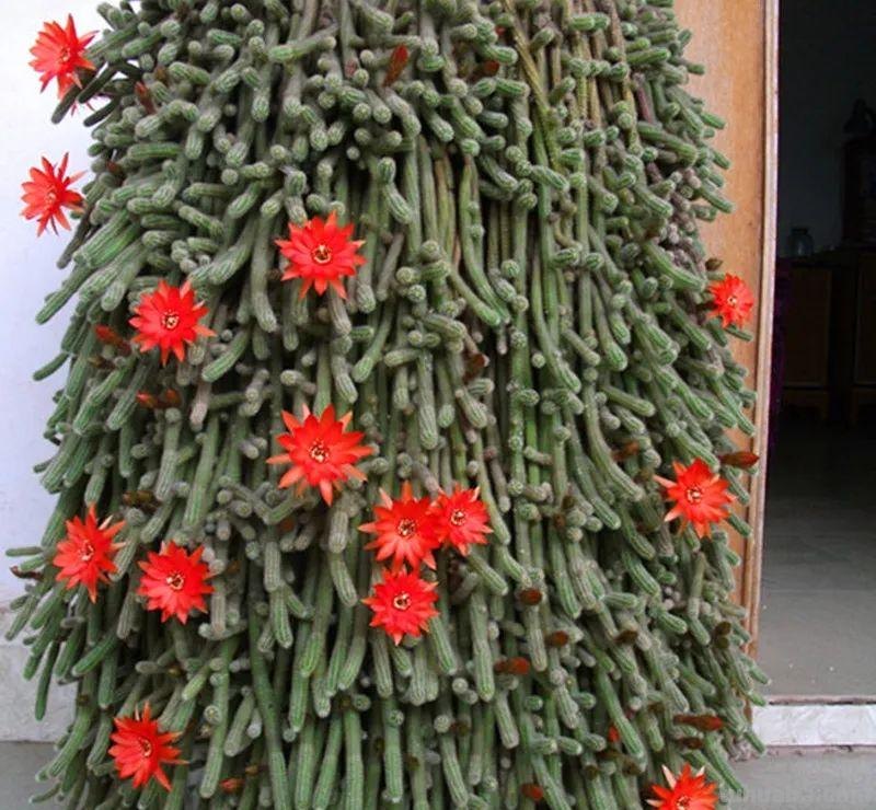 推荐6款盆栽沙漠植物，耐旱又好养，还能经常开花