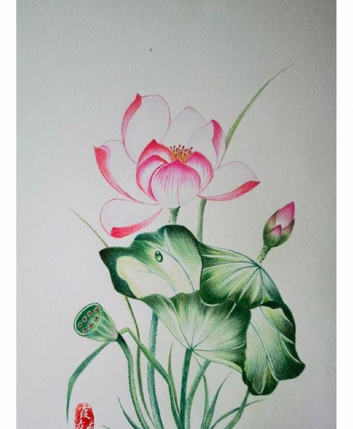 小熊彩铅画的荷花怎么画 荷花彩铅绘画步骤过程？