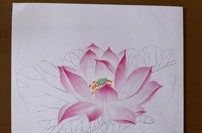 小熊彩铅画的荷花怎么画 荷花彩铅绘画步骤过程？