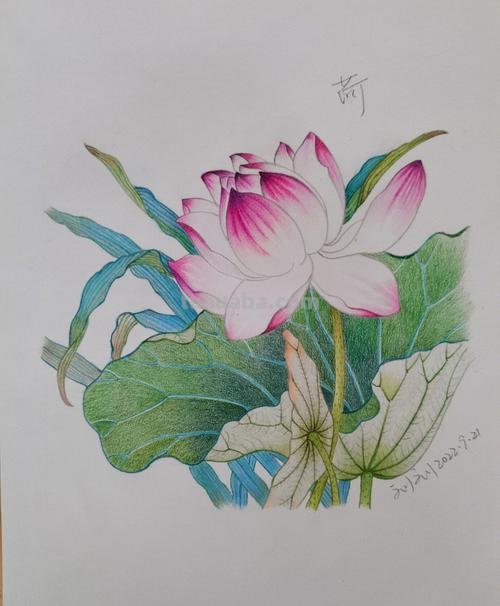 小熊彩铅画的荷花怎么画 荷花彩铅绘画步骤过程？