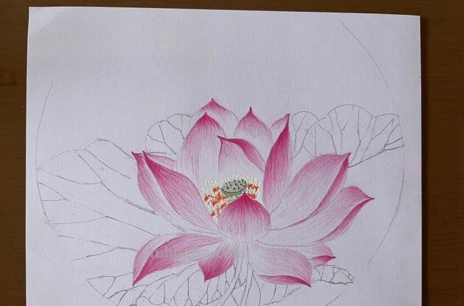 彩铅画的作品荷花怎么画 荷花彩铅绘画步骤过程?
