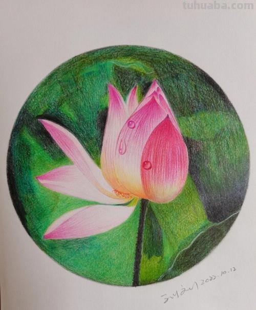 彩铅画的作品荷花怎么画 荷花彩铅绘画步骤过程?