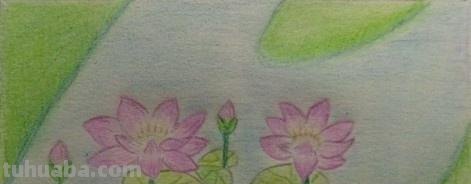 彩铅画的作品荷花怎么画 荷花彩铅绘画步骤过程？