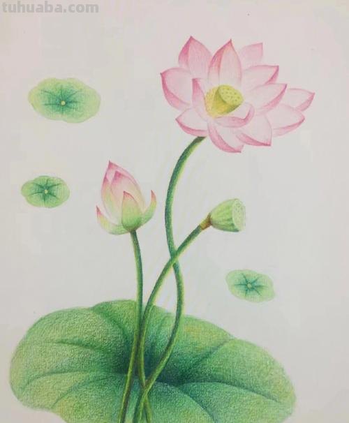彩铅画的作品荷花怎么画 荷花彩铅绘画步骤过程?