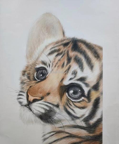 彩铅画老虎在水里怎么画 4年级怎么用彩铅画动物？