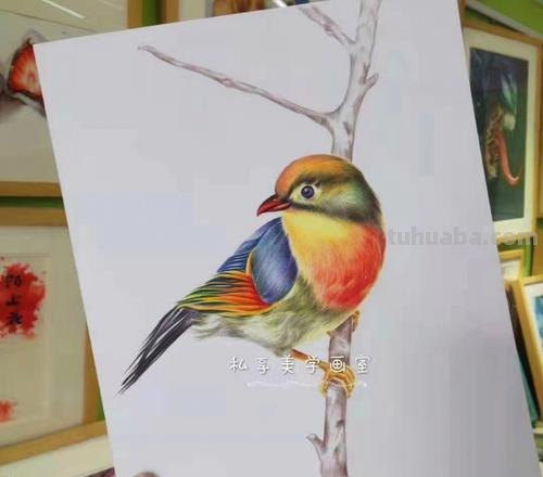 风景画彩铅小鸟怎么画 怎么画小鸟步骤教学？