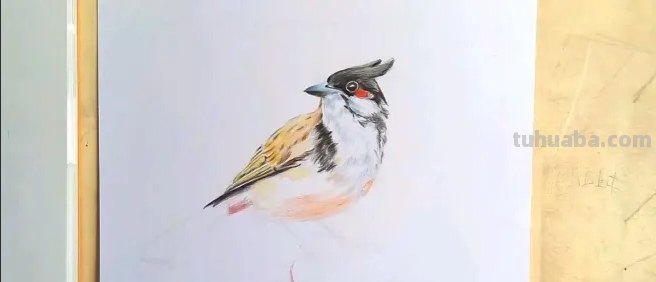 风景画彩铅小鸟怎么画 怎么画小鸟步骤教学？