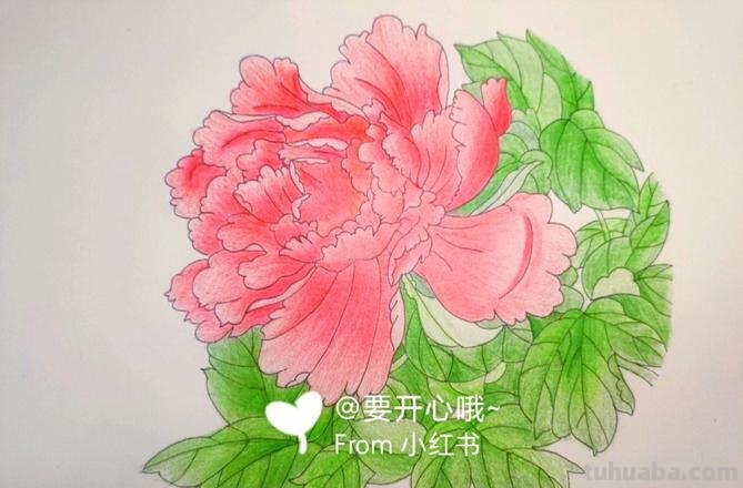 用彩铅画牡丹绝招怎么画 彩铅素描怎样给牡丹上色？
