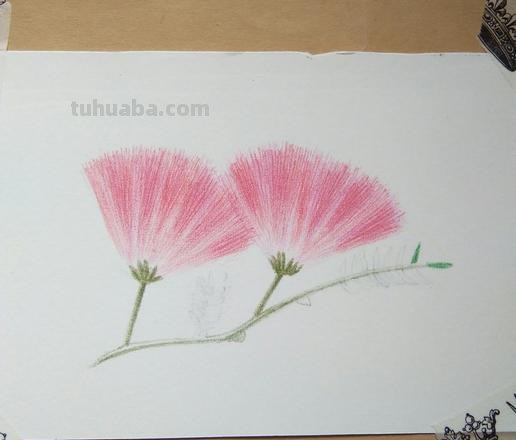 彩铅画树叶和花朵怎么画 花的彩铅画？