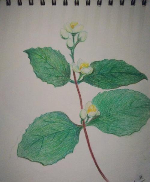 彩铅画树叶和花朵怎么画 花的彩铅画？