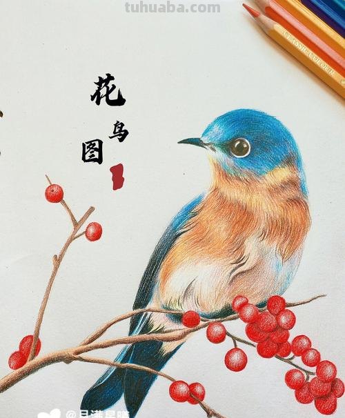 怎么样画彩铅画花鸟 鸟语花香彩铅绘画步骤？