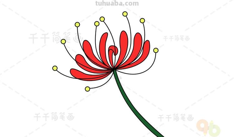 彼岸花怎么画简笔画 花瓣的简笔画法？