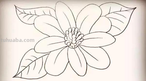 彼岸花怎么画简笔画 花瓣的简笔画法？