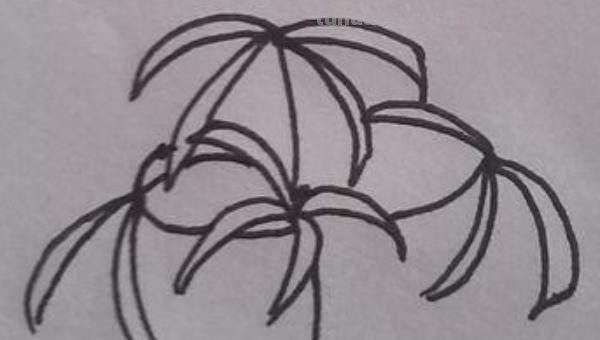 彼岸花怎么画简笔画 花瓣的简笔画法？