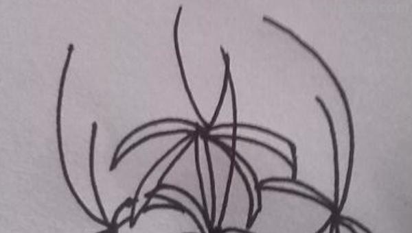 彼岸花怎么画简笔画 花瓣的简笔画法？