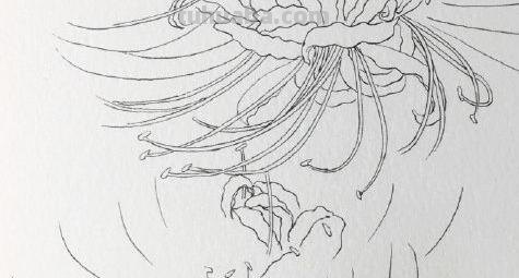彼岸花怎么画简笔画 花瓣的简笔画法？