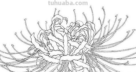 彼岸花怎么画简笔画 花瓣的简笔画法？