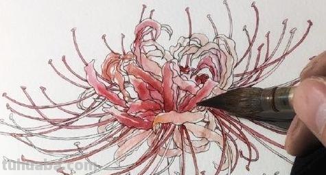 彼岸花怎么画简笔画 花瓣的简笔画法？