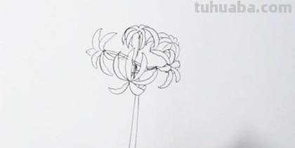 彼岸花怎么画简笔画 花瓣的简笔画法？