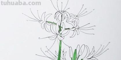 彼岸花怎么画简笔画 花瓣的简笔画法？