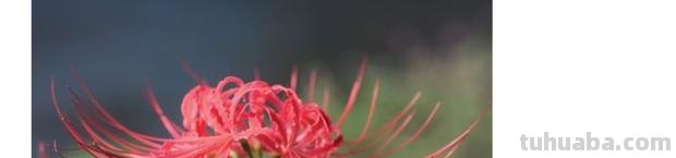 彼岸花怎么画简笔画 花瓣的简笔画法？