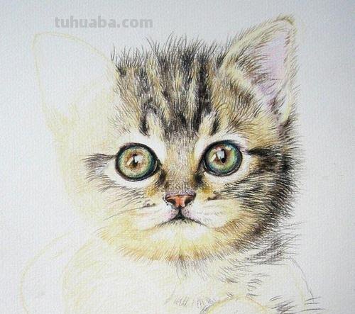 用彩铅画小猫怎么画可爱 彩色铅笔画可爱的小猫咪的教程详细步骤？