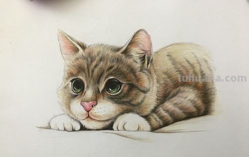 用彩铅画小猫怎么画可爱 彩色铅笔画可爱的小猫咪的教程详细步骤？