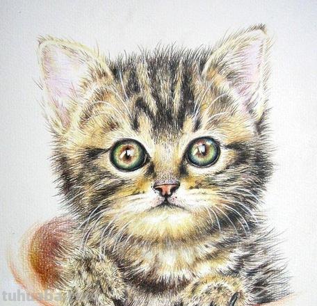 用彩铅画小猫怎么画可爱 彩色铅笔画可爱的小猫咪的教程详细步骤？