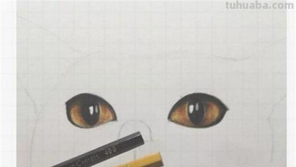 用彩铅画小猫怎么画可爱 彩色铅笔画可爱的小猫咪的教程详细步骤？
