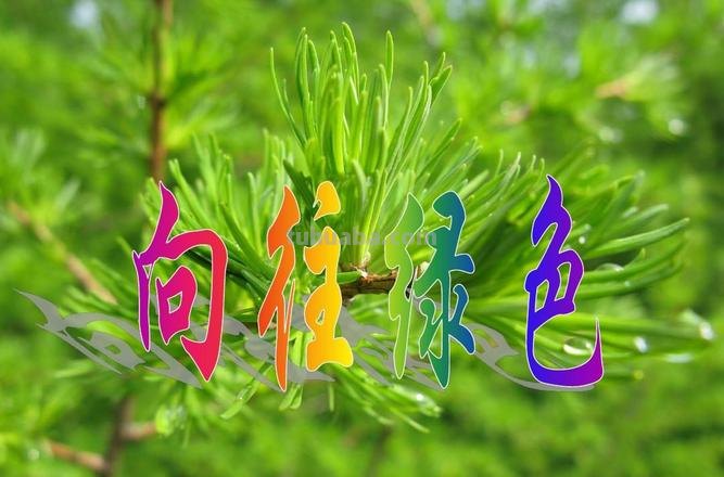 绿是色彩：自然与希望的象征 